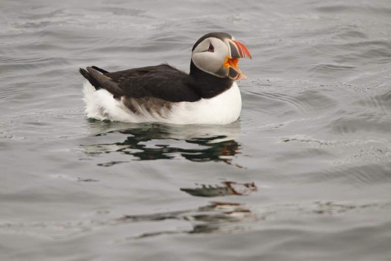 Puffin on sea
