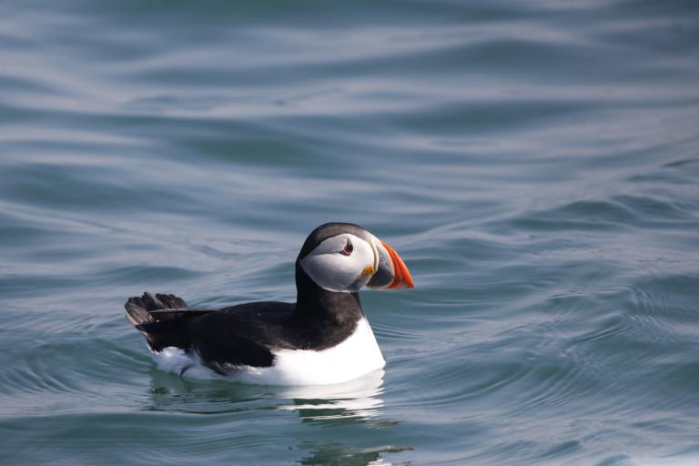 Puffin on Sea