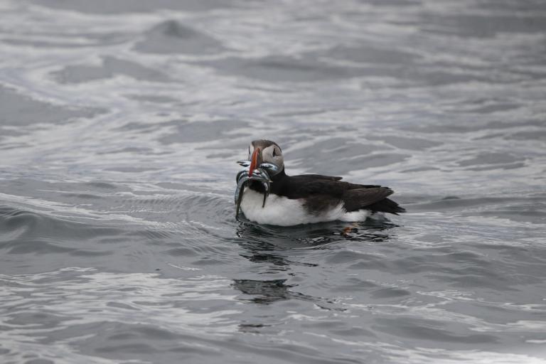 Puffin on Sea