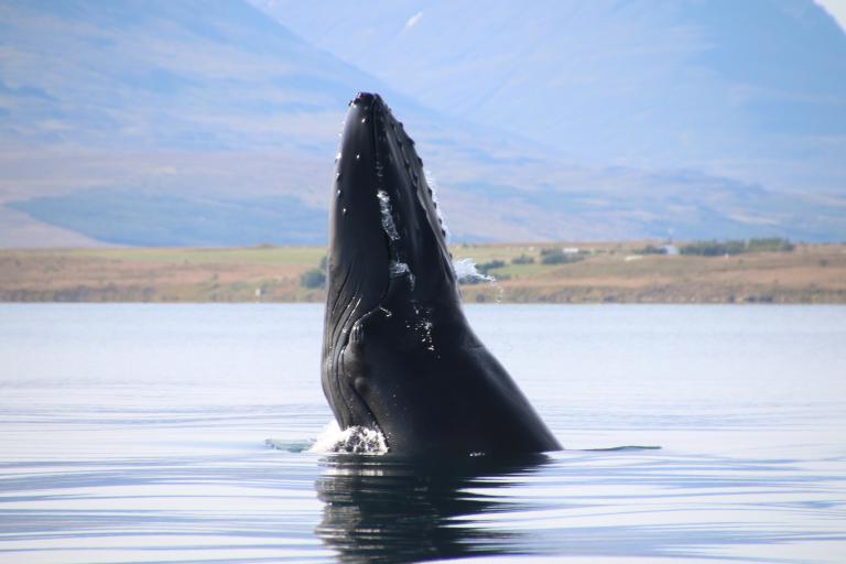 breaching whale