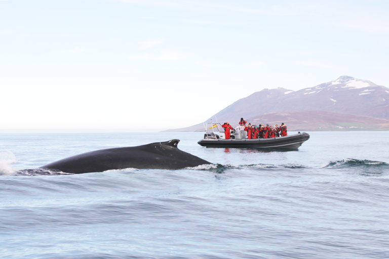 whale near rib boat