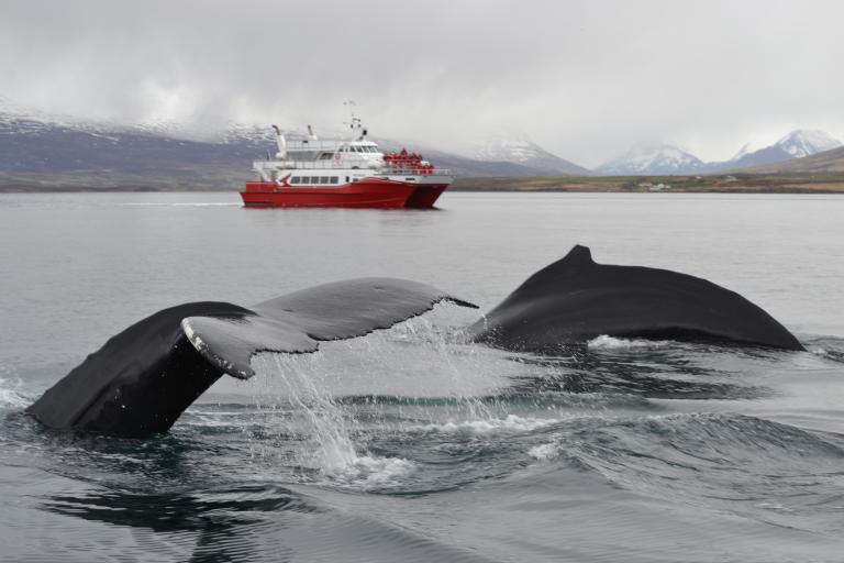 whales and holmasol