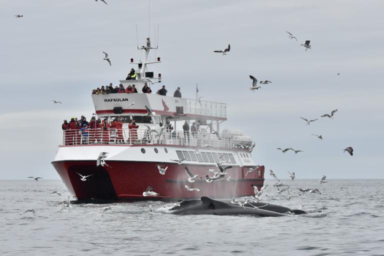 Hafsúlan whale watching boat with incredible seagulls and humpback whales feeding