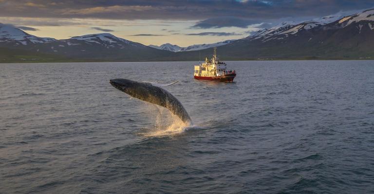 AK-01 Akureyri Classic Whale Watching - Ambassador and breaching whale