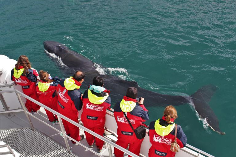 AK-01 Akureyri Classic Whale Watching 