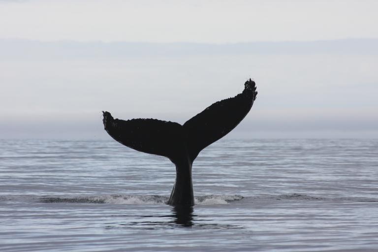 whale tail
