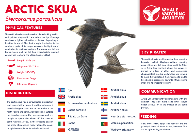 Arctic Skua