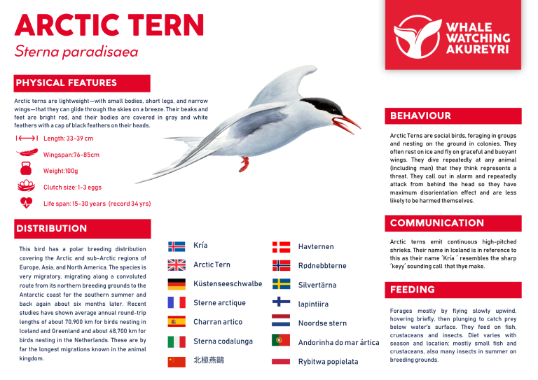 Arctic Tern info sheet