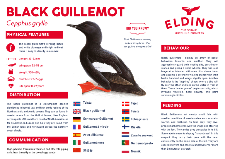 black guillemot