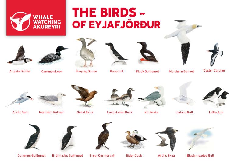 birds of eyjafjörður info sheet