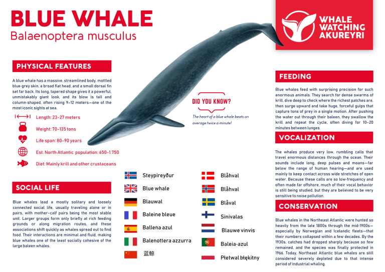 blue whale info sheet