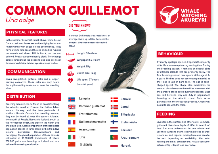 common guillemot