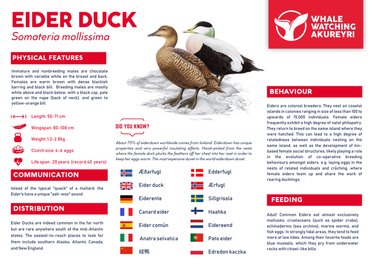 Eider Ducks