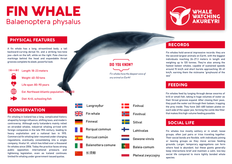 fin whale info sheet