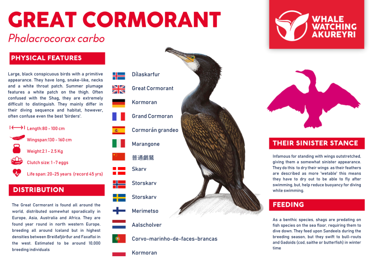 Great Cormorant info sheet
