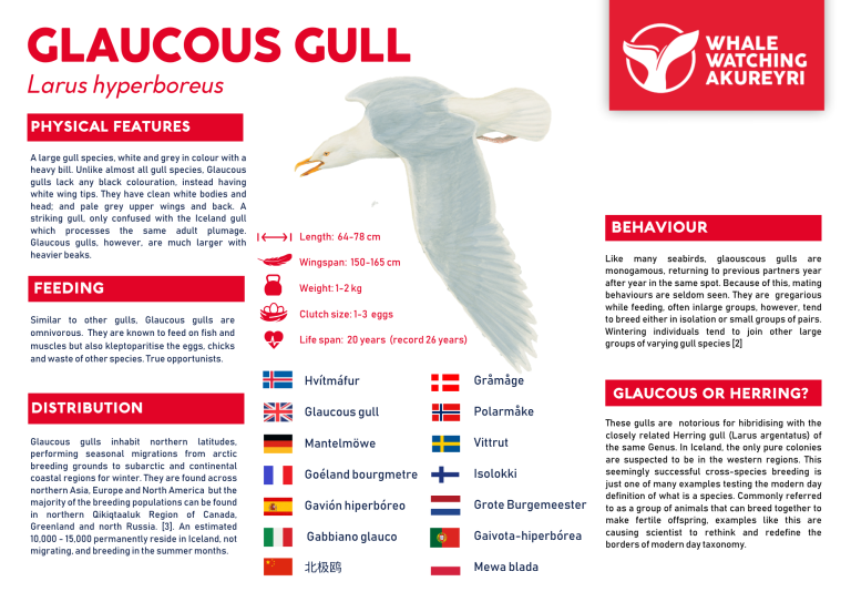 glaucous gull