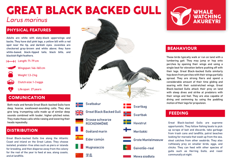 Great Black Backed Gull info sheet