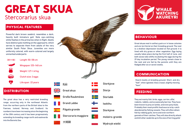 great skua info sheet