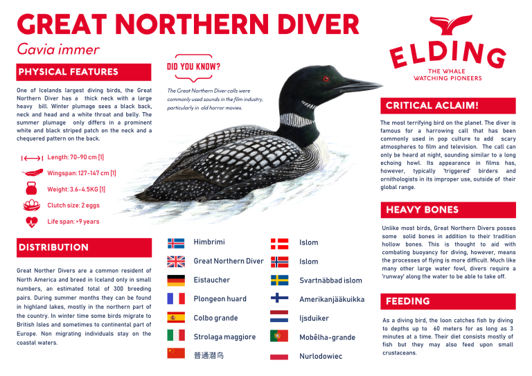 great northern diver