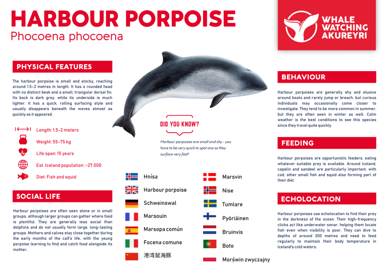 Harbour porpoise info sheet