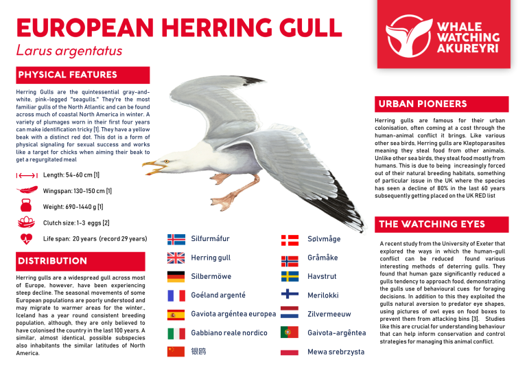 herring gull