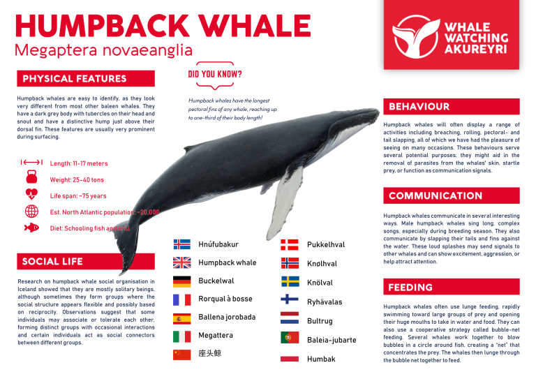 humpback whale info sheet