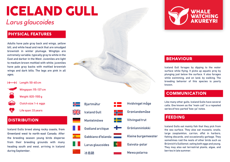 Iceland Gull info sheet