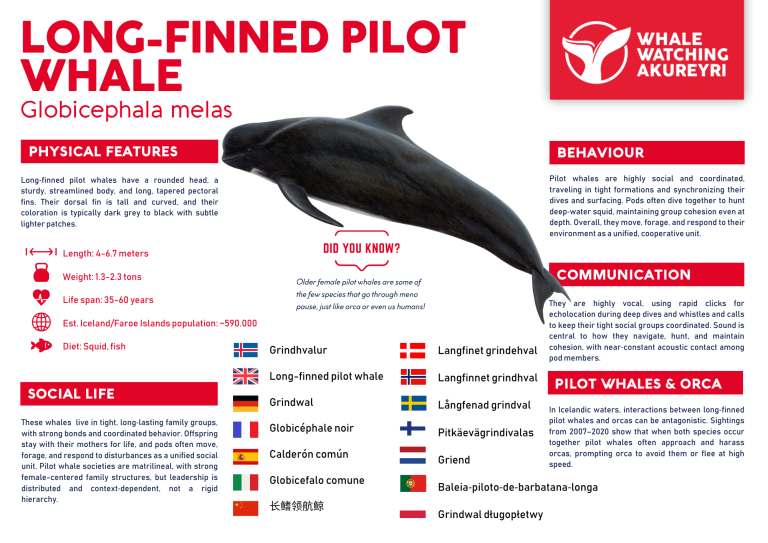 long-finned pilot whale info sheet