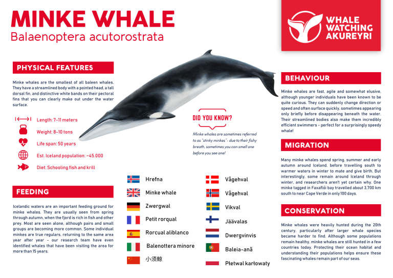 minke whale info sheet
