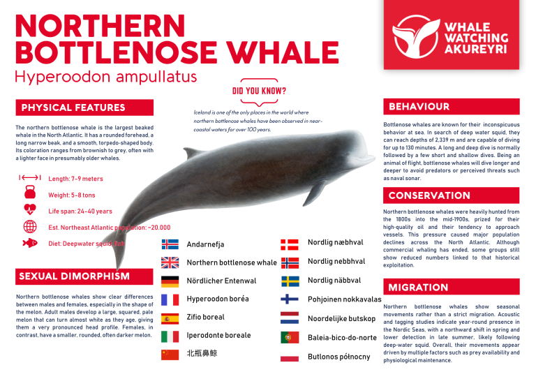 northern bottlenose whale info sheet