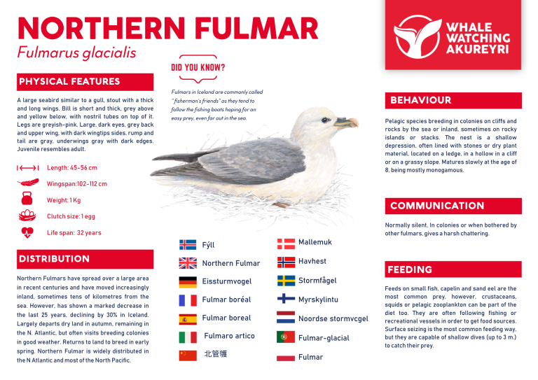 northern fulmar info sheet