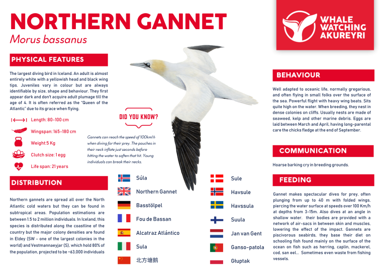 northern gannet