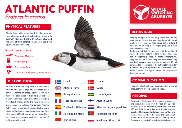 puffin info sheet