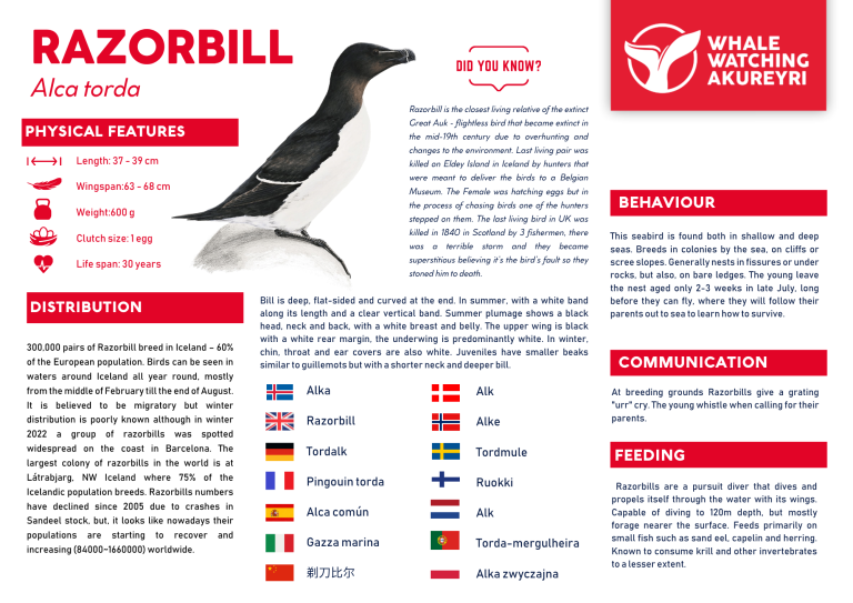 Razorbill