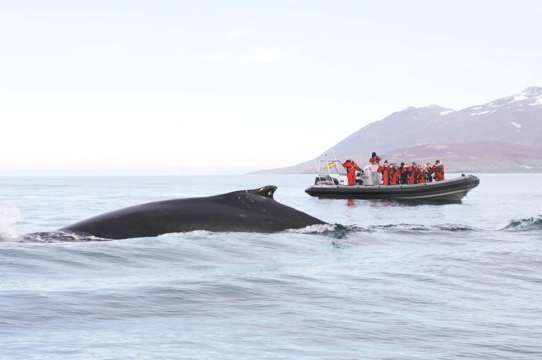 express whale watching