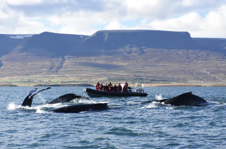 ak-02 express whale watching from akureyri