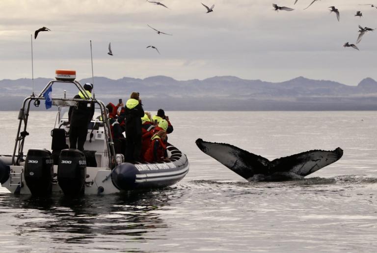 premium whale watching reykjavik