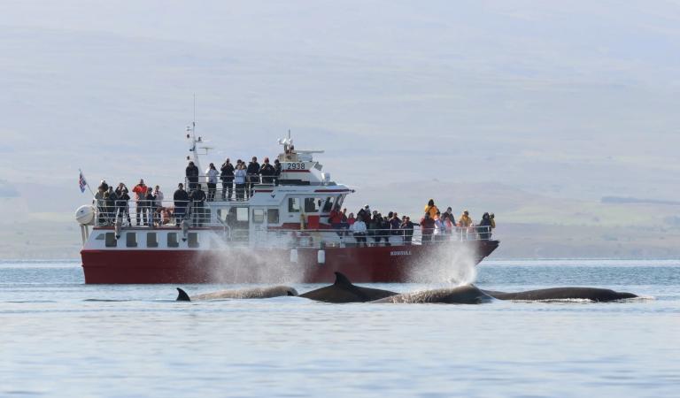konsull northern bottlenose whales