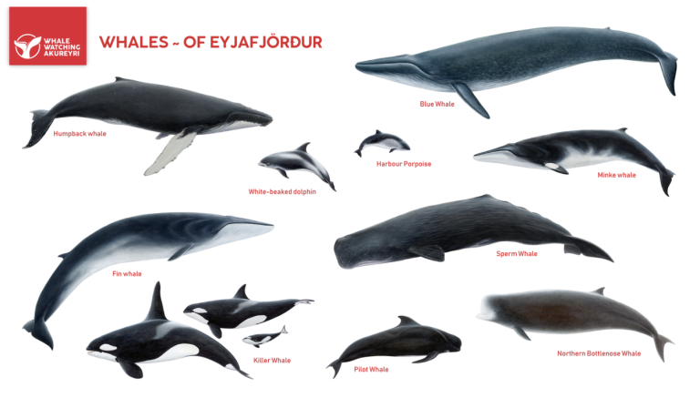 whales of eyjafjörður