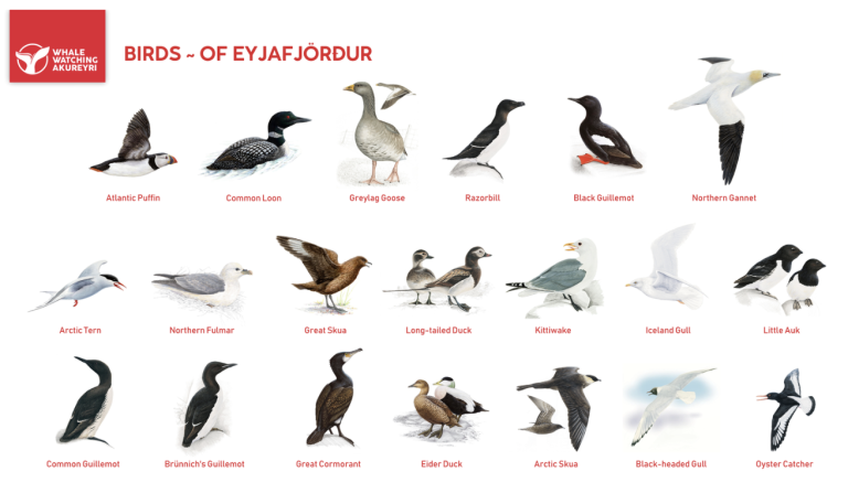 the birds of eyjafjörður