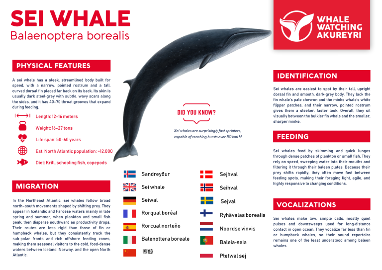 sei whale info sheet