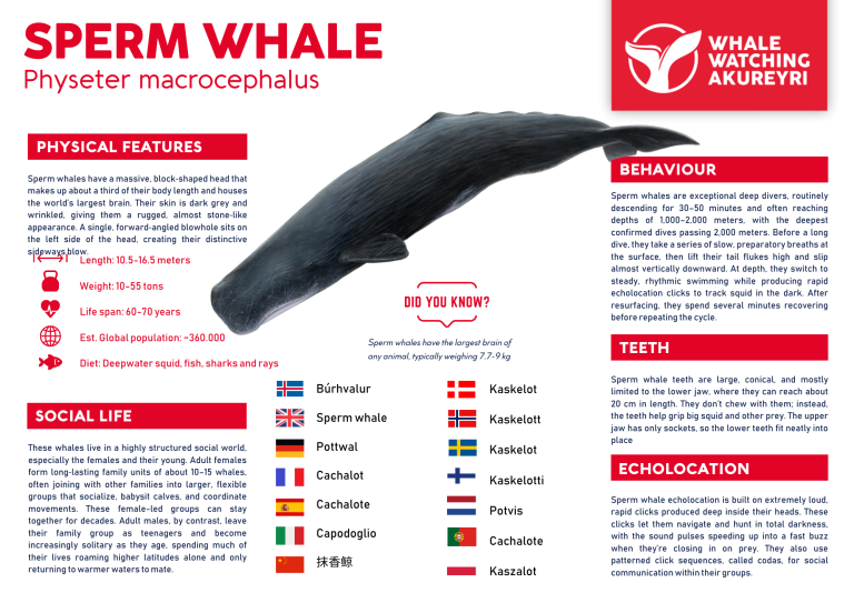 sperm whale info sheet
