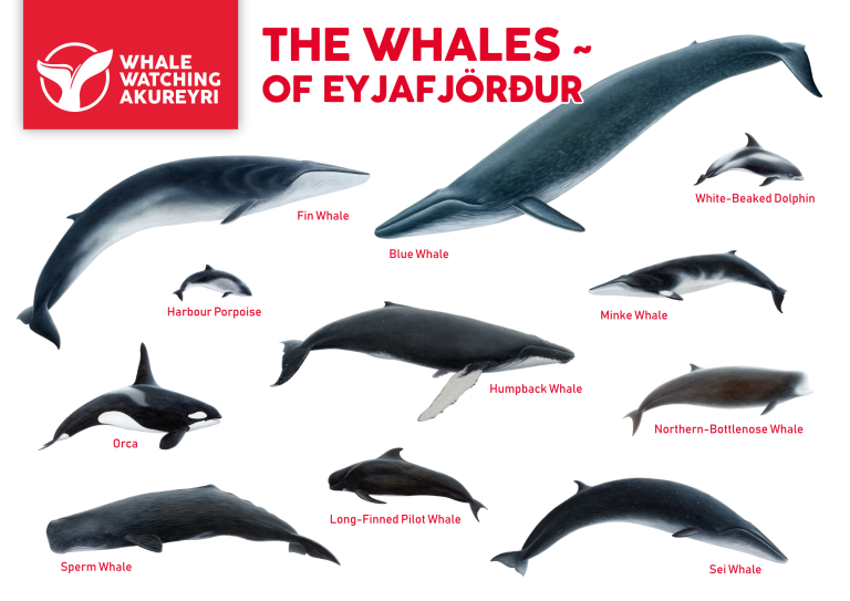 whales info sheet