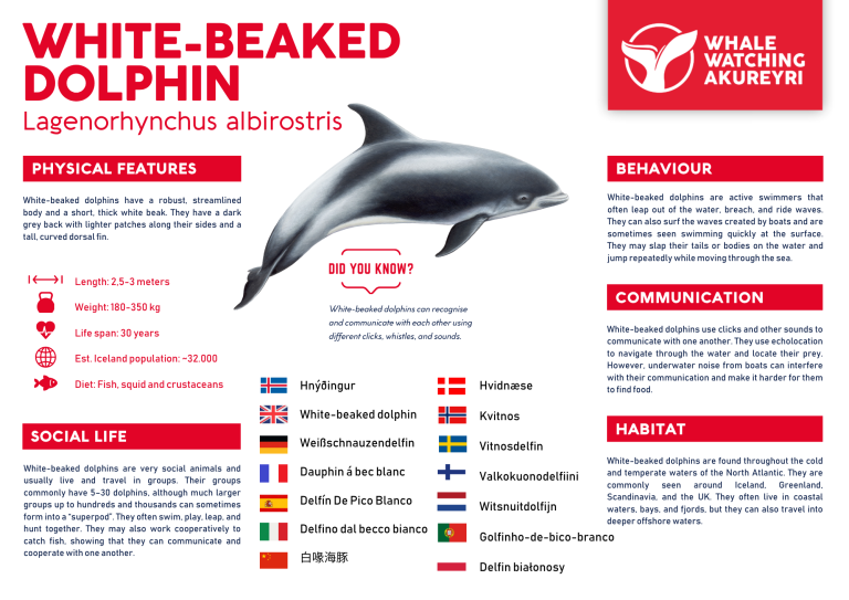 white-beaked dolphin info sheet