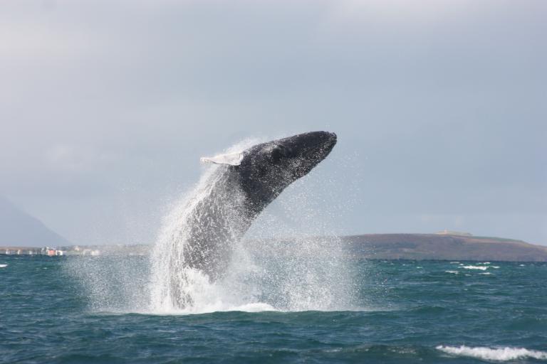 breaching whale