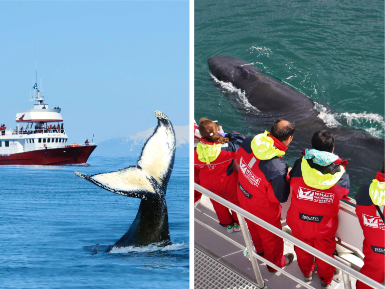 whales in rvk and aey