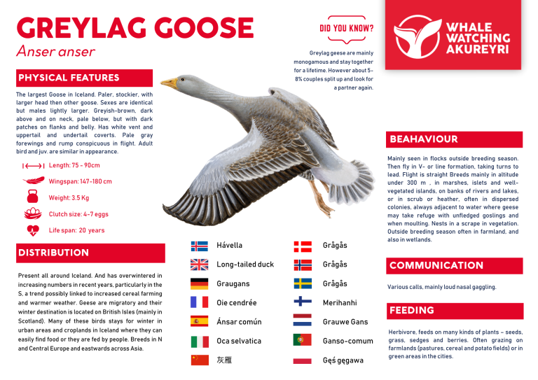 greylag goose
