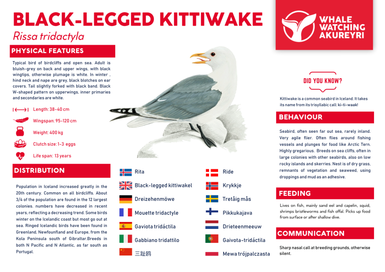 kittiwake