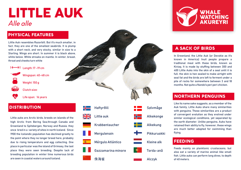 little auk