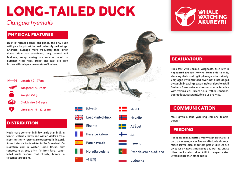 long tailed ducks info sheet